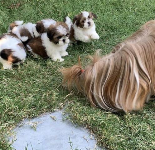 $350 : Shih tzu puppy image 3