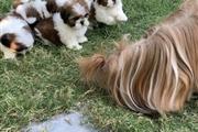 $350 : Shih tzu puppy thumbnail