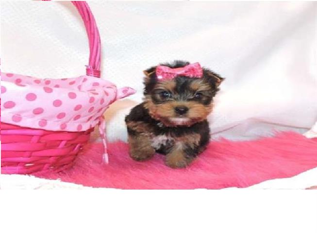 $300 : Smart yorkie puppies t cup image 1