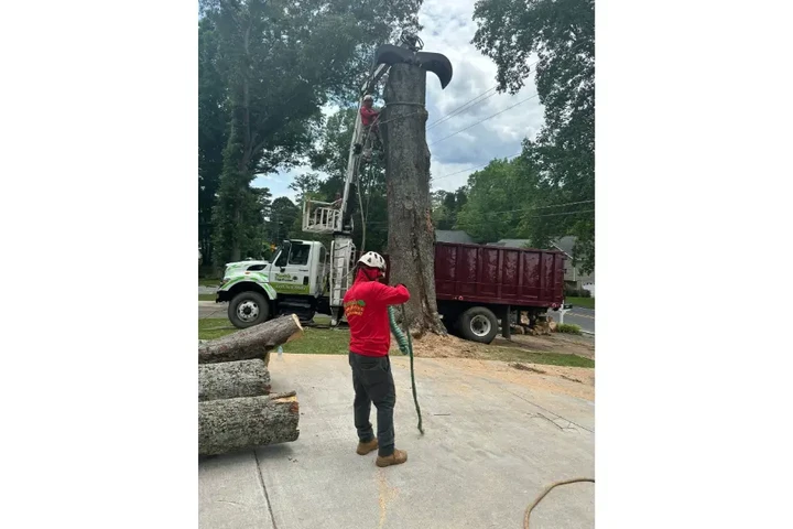 Mora's Tree Service LLC image 6