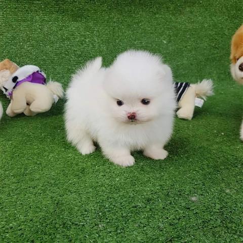 $550 : Super Sweet Pomeranian Puppies image 1