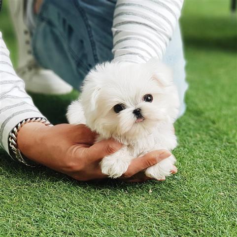 $250 : pomeranian puppies adoption image 3