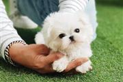 $250 : pomeranian puppies adoption thumbnail