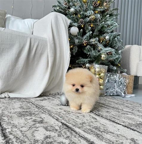 $300 : Pomerania miniatura disponible image 4