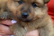 $500 : Preciosos cachorros de Pomeran thumbnail