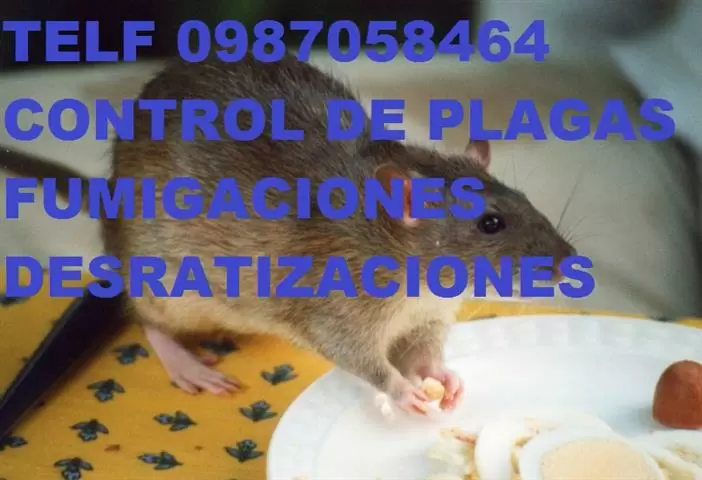 DESRATIZACIONES En Tumbaco image 3