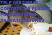 DESRATIZACIONES En Tumbaco thumbnail