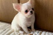 $350 : Teacup Chihuahua thumbnail