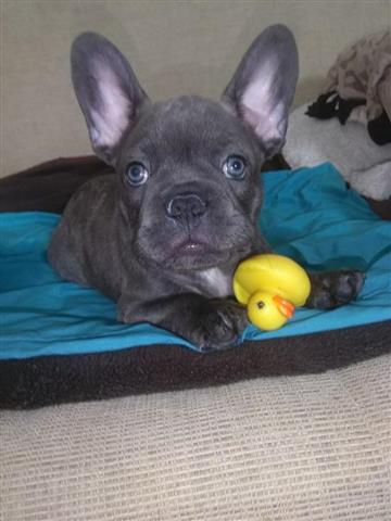 $410 : Grey Friendly Frenchie image 2