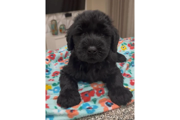 $1 : Giant Schnauzer Male image 1