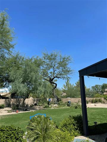 Tree Maintenance in Phoenix! image 1