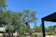 Tree Maintenance in Phoenix! en Phoenix