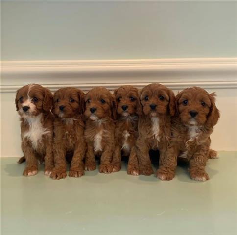 $470 : Ruby Red ❤️ Cavapoo puppies image 1
