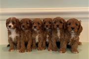 Ruby Red ❤️ Cavapoo puppies
