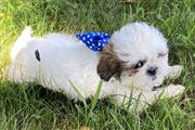 Affectionate Puppies, Inc. en Charlotte