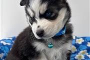 Husky siberiano a la venta en Orange County