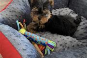 Teacup Yorkie puppies for adop