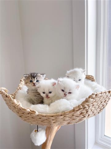 $300 : ZARA kittens for rehoming image 1