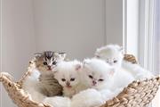 ZARA kittens for rehoming en Newark