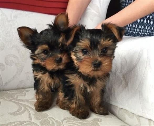 $315 : Yorkie Puppies for rehoming image 1