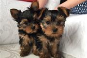 Yorkie Puppies for rehoming
