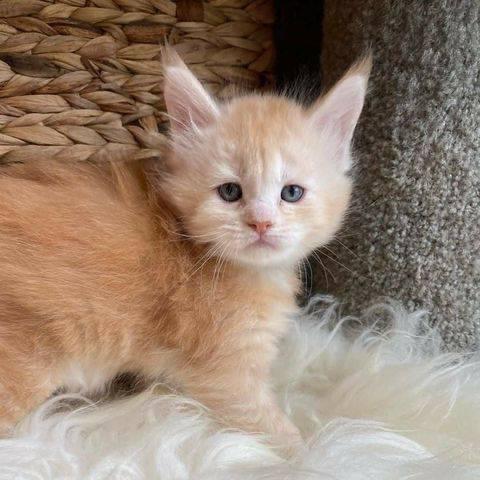 $500 : Cute Maine Coon kittens image 3