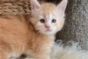 $500 : Cute Maine Coon kittens thumbnail