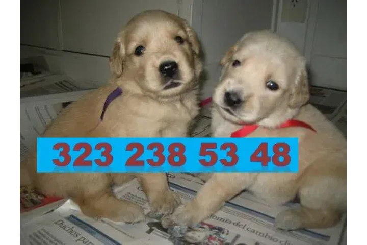 $999000 : CACHORROS GOLDEN RETRIEVER 01 image 1