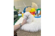 $200 : Pomeranian puppy thumbnail