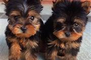 $650 : cachorros yorkie machos y hemb thumbnail