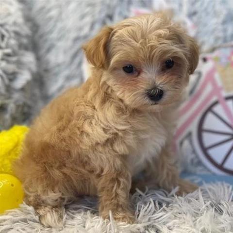 $600 : cute Maltipoo puppies for sale image 2