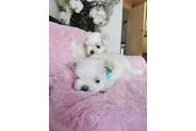 malteses en venta en Union City