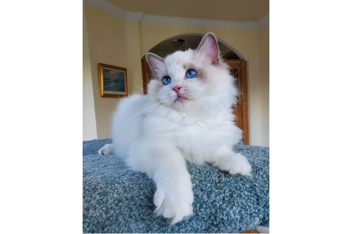 $220 : Weatherzy Ragdoll Cats Ready image 3
