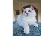 $220 : Weatherzy Ragdoll Cats Ready thumbnail