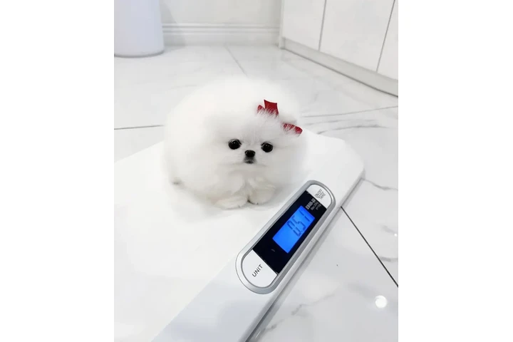 $350 : Cachorros de Pomerania image 2
