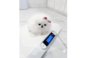 $350 : Cachorros de Pomerania thumbnail