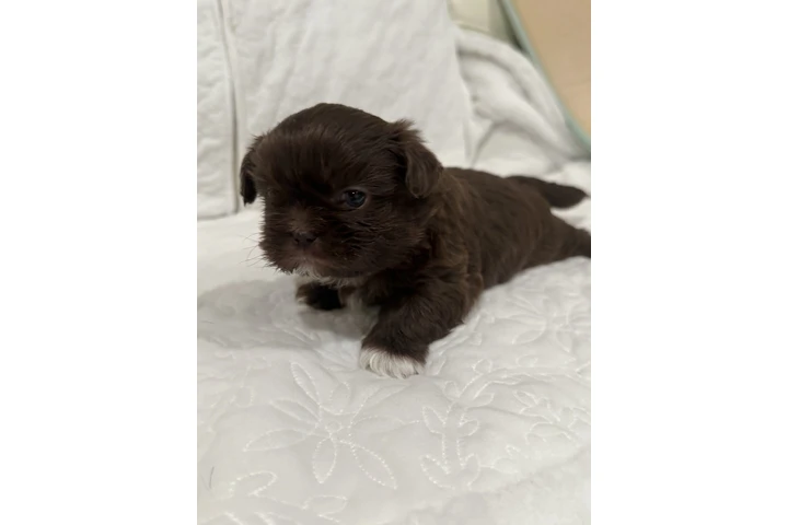$1300 : Caramelo Shih Tzu Male 8 Weeks image 3