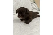 $1300 : Caramelo Shih Tzu Male 8 Weeks thumbnail