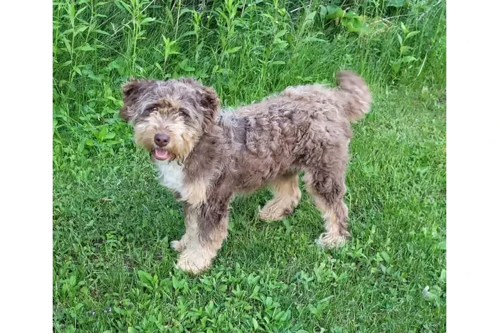 $2500 : Multigen medium Bernedoodles image 4