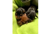 $350 : Cachorros mini pincher thumbnail