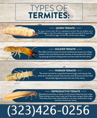 Termite Control100%Garantizado image 6