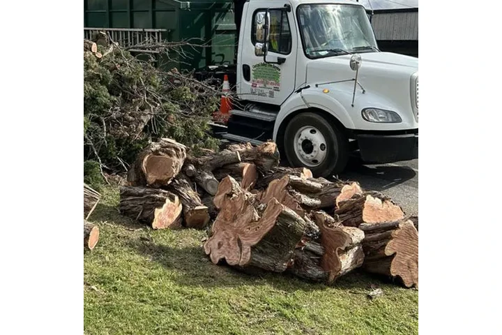 Expert Tree & Junk Removal image 2