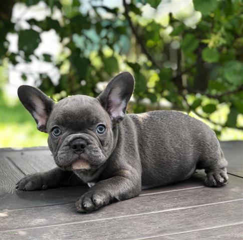 $420 : Grey Frenchies Boy Ready image 2