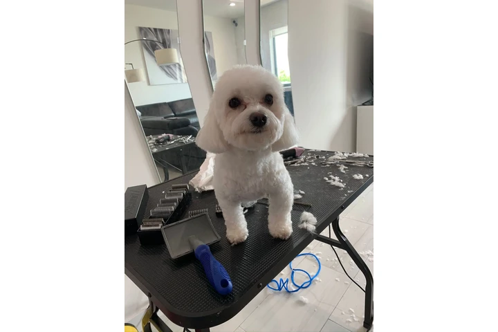 Dog Grooming a Domicilio image 5