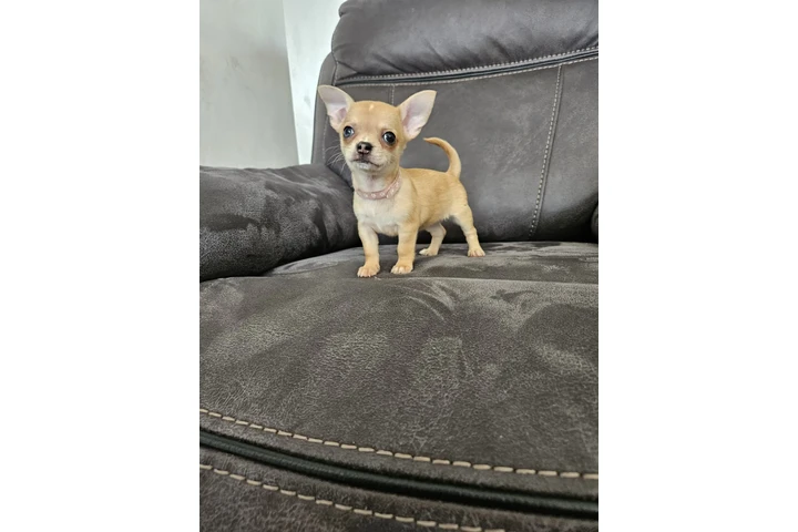 $260 : Two amazing chihuahua ready image 1