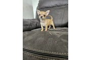 Two amazing chihuahua ready en Las Vegas