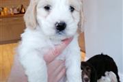 Maltese puppies for sale en Chicago