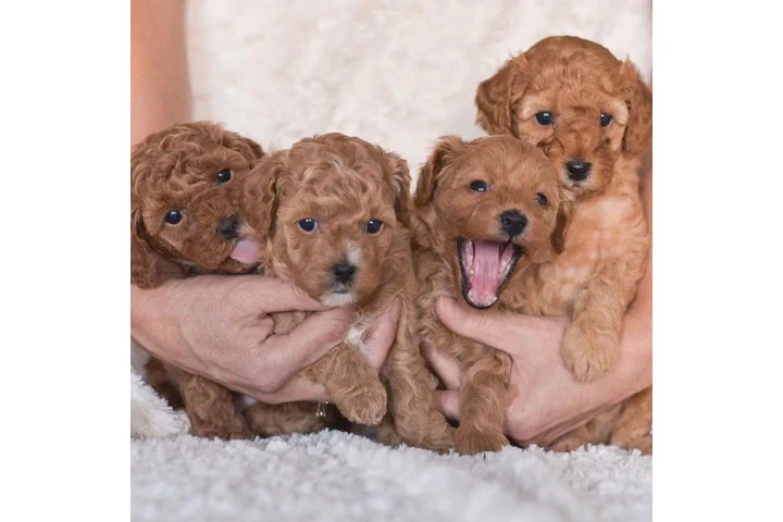 $350 : cachorros de taza de té image 2