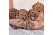 $350 : cachorros de taza de té thumbnail