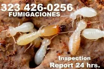 Termitas Riverside County. image 1